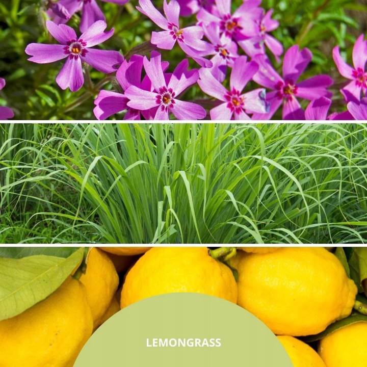 Fragranza per ambienti 100 ml LEMON GRASS MILLEFIORI