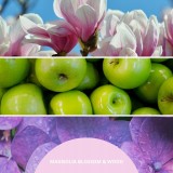 Diffusore ad aste 500 ml MAGNOLIA BLOSSOM & WOOD MILLEFIORI