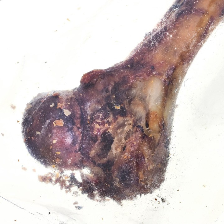 PETMEX osso di prosciutto - masticabile per cani - 1 pz