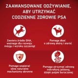 PURINA One Junior Medium/Maxi Ricco di pollo con riso - cibo secco per cani - 2 5kg