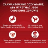 PURINA One Mini/Small Active Manzo - cibo umido per cani - 85g