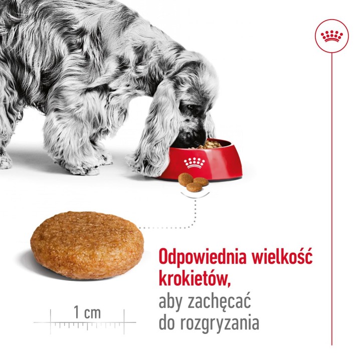 ROYAL CANIN Adult Medium - cibo secco per cani - 4kg