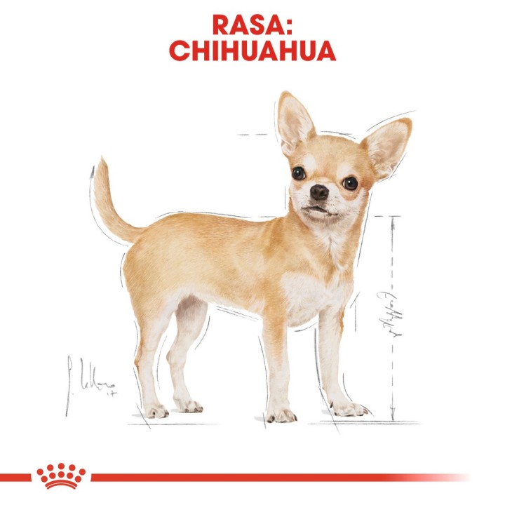 ROYAL CANIN BHN Chihuahua Adult cibo secco per cani - 1.5 kg