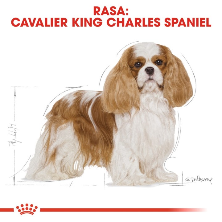Cibo per cani Royal Canin SHN Breed Cavalier K C 1.5 kg