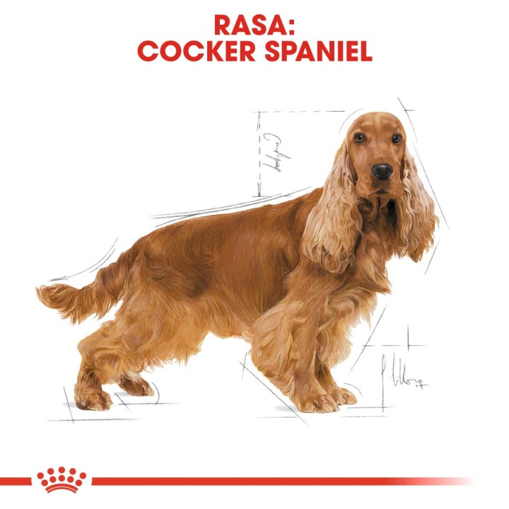 ROYAL CANIN Adulto Cocker - cibo secco per cani - 12 kg