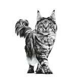 ROYAL CANIN Cat Gastrointestinal VHN - cibo secco gatti - 400g