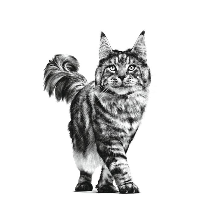ROYAL CANIN Cat Gastrointestinal VHN - cibo secco gatti - 400g