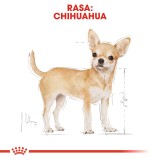 ROYAL CANIN Chihuahua - confezione 12x85g