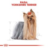 ROYAL CANIN BHN Yorkshire Terrier Adulto - cibo secco per cani - 3kg