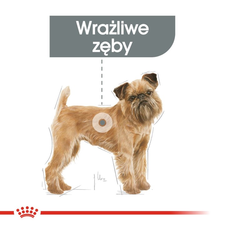 ROYAL CANIN CCN Mini Dental Care - cibo secco per cani adulti - 3kg