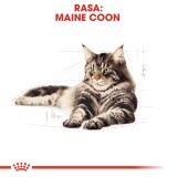 ROYAL CANIN FBN Maine Coon - cibo umido per gatti - bustina 12x 85g