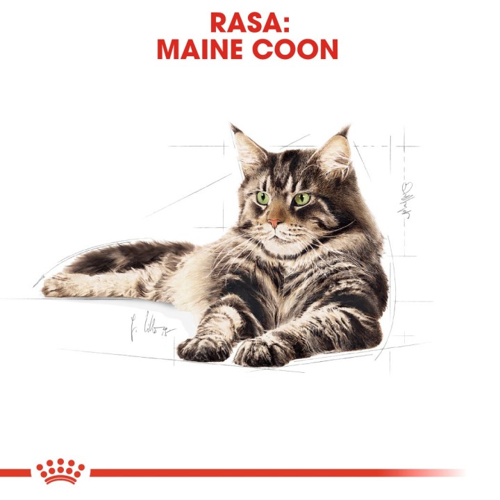 ROYAL CANIN FBN Maine Coon Adult cibo secco per gatti - 10kg