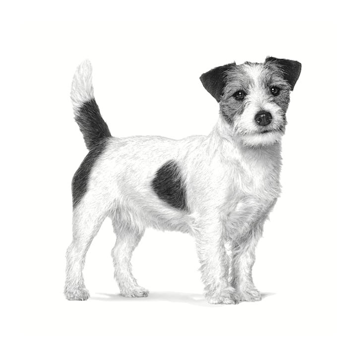 ROYAL CANIN Gastrointestinale a basso contenuto di grassi Small VHN - cibo secco per cani - 3 5kg