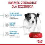 ROYAL CANIN Mini Cucciolo SHN - cibo secco per cani - 2 kg