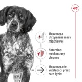 ROYAL CANIN Medium Ageing Loaf - cibo umido per cani - 410g