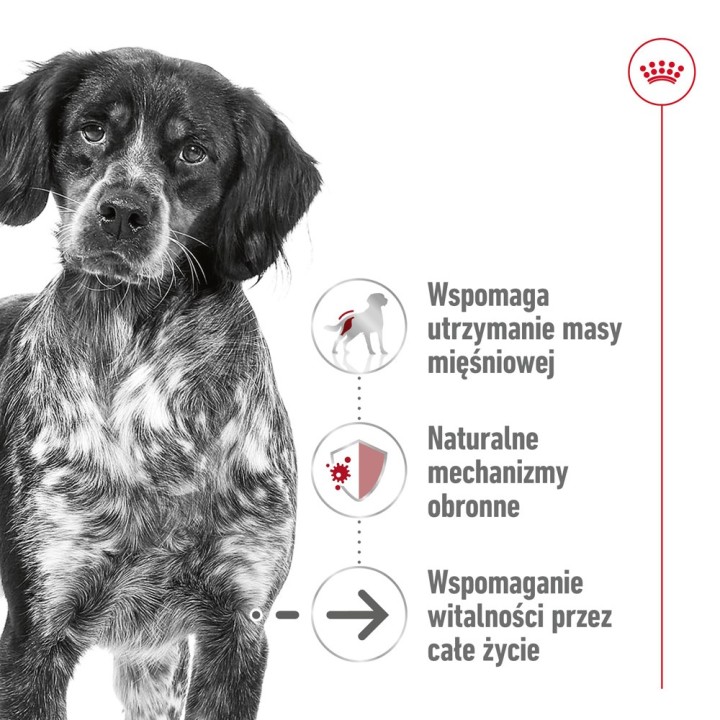 ROYAL CANIN Medium Ageing Loaf - cibo umido per cani - 410g