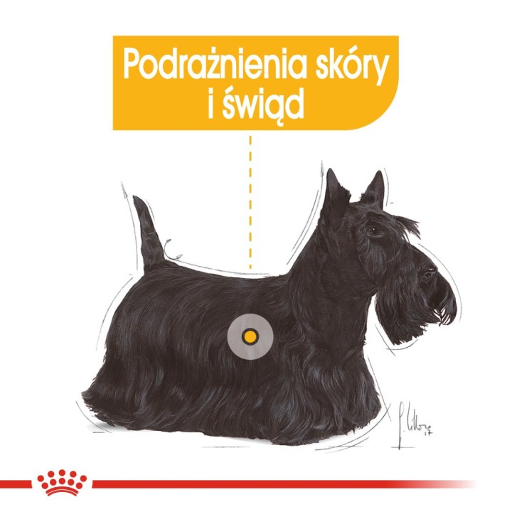 ROYAL CANIN Mini Dermacomfort - cibo secco per cani adulti di piccole razze con pelle sensibile soggetta a irritazione - 3kg