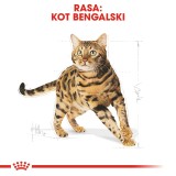 Royal Canin Bengal Adult gatti cibo secco 2 kg Pollame Verdura