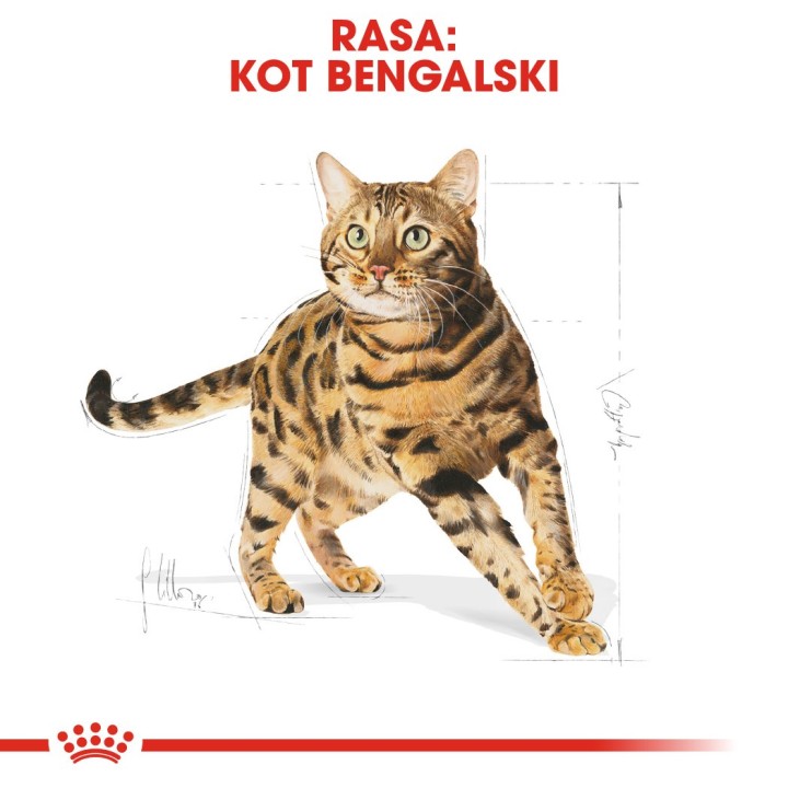 Royal Canin Bengal Adult gatti cibo secco 2 kg Pollame Verdura