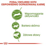 Royal Canin Active Life Outdoor cibo secco per gatti 4 kg Adult Pollame