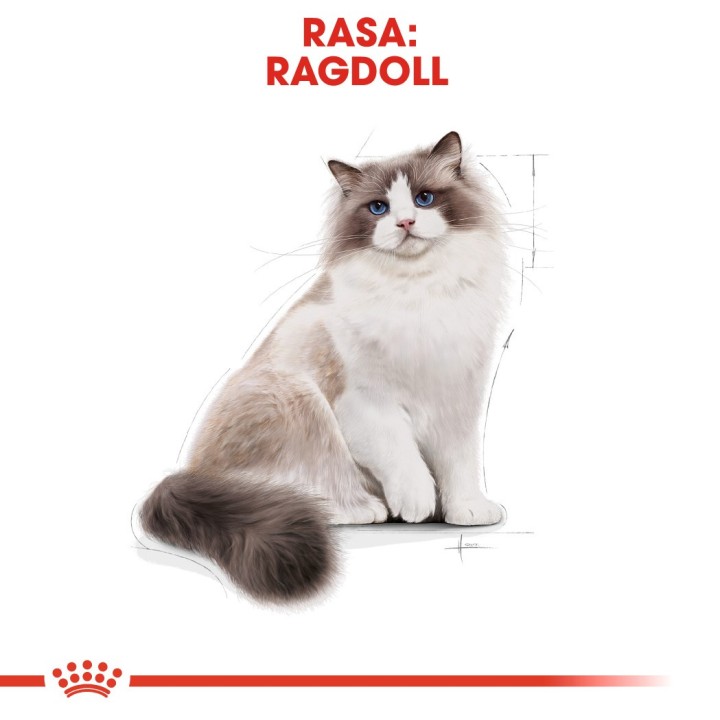Royal Canin FBN Ragdoll Adulto cibo secco per gatti 2 kg