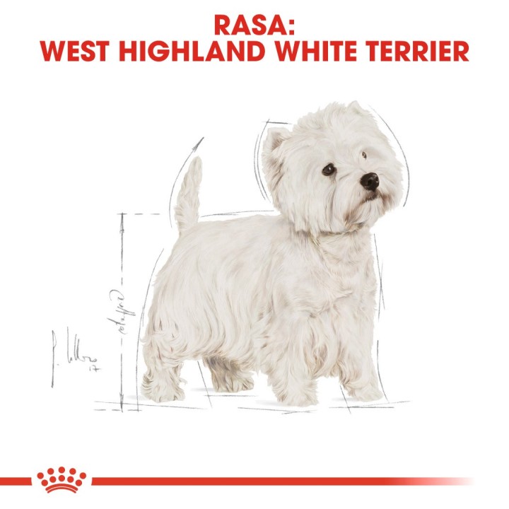 Royal Canin BHN West Highland White Terrier Adulto - cibo secco per cani adulti - 3kg