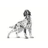 ROYAL CANIN Veterinary Renal cibo secco per cani - 2kg