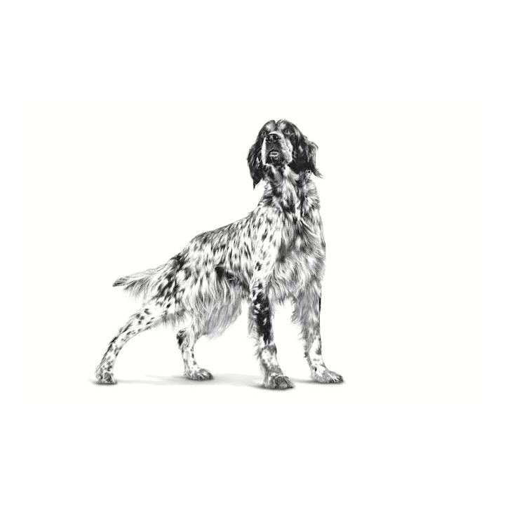 ROYAL CANIN Veterinary Renal cibo secco per cani - 2kg