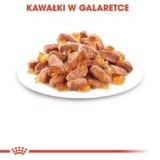 Royal Canin FHN Kitten Instinctive in salsa - cibo umido per gattini - 12x85g