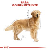 ROYAL CANIN BHN Golden Retriever cibo secco per cani - 12kg
