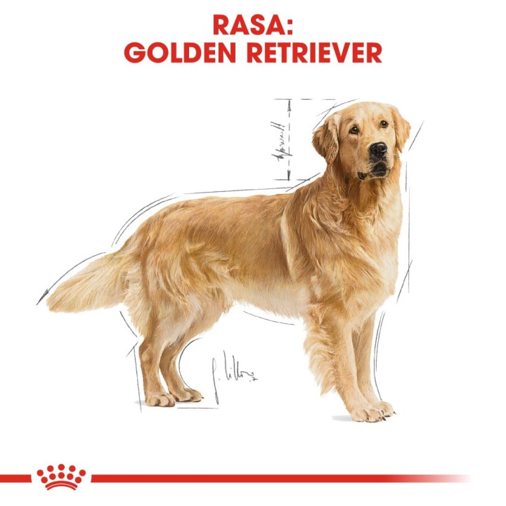 ROYAL CANIN BHN Golden Retriever cibo secco per cani - 12kg