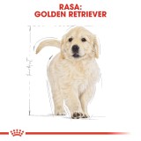 ROYAL CANIN Golden Retriever Puppy - cibo secco per cani - 12 kg