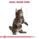 ROYAL CANIN Maine Coon Cucciolo - cibo secco per gatti - 2 kg