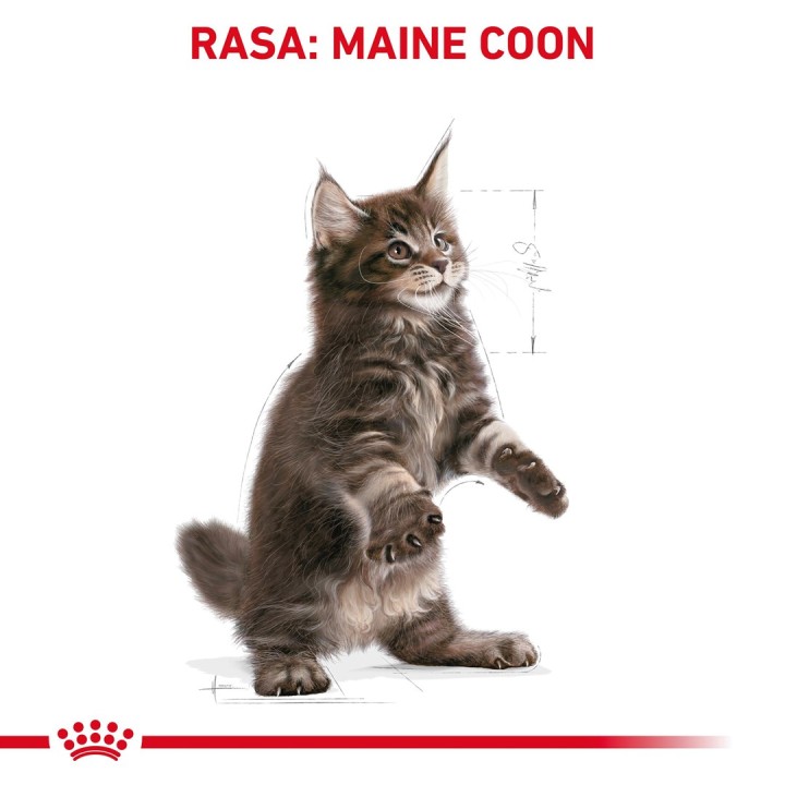 ROYAL CANIN Maine Coon Cucciolo - cibo secco per gatti - 2 kg