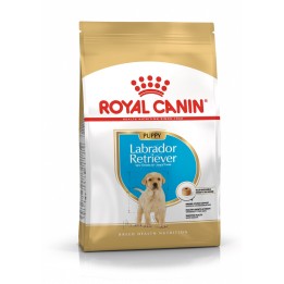 ROYAL CANIN SHN Breed Labrador Junior cibo secco per cani - 12 kg