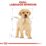 ROYAL CANIN SHN Breed Labrador Junior cibo secco per cani - 12 kg