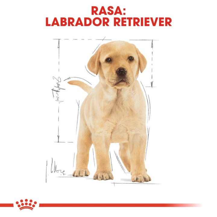 ROYAL CANIN SHN Breed Labrador Junior cibo secco per cani - 12 kg