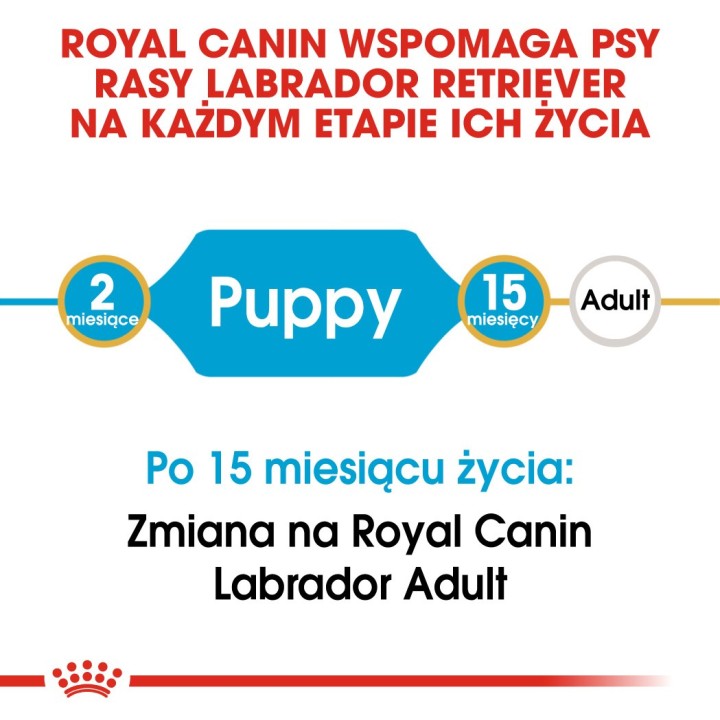 ROYAL CANIN SHN Breed Labrador Junior cibo secco per cani - 12 kg