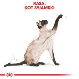 ROYAL CANIN Siamese Adult - cibo secco per gatti - 2 kg