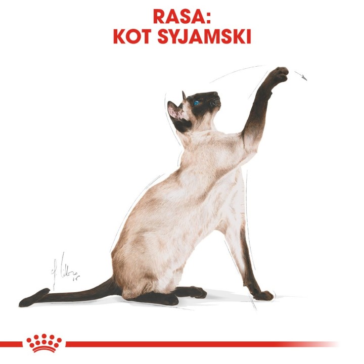 ROYAL CANIN Siamese Adult - cibo secco per gatti - 2 kg