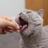 VETEXPERT Hepatiale forte Small breed - integratori per cani e gatti - 40 compresse