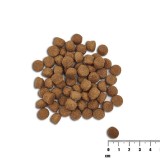 VETEXPERT Raw Paleo Healthy Grain Puppy Salmone e orzo - cibo secco per cani - 10 kg