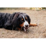 VIRBAC Veggiedent Zen L - snack per cani - 502 5g
