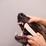 VETEXPERT Caryodent Finger Wipes - vitamine per cani - 100ml
