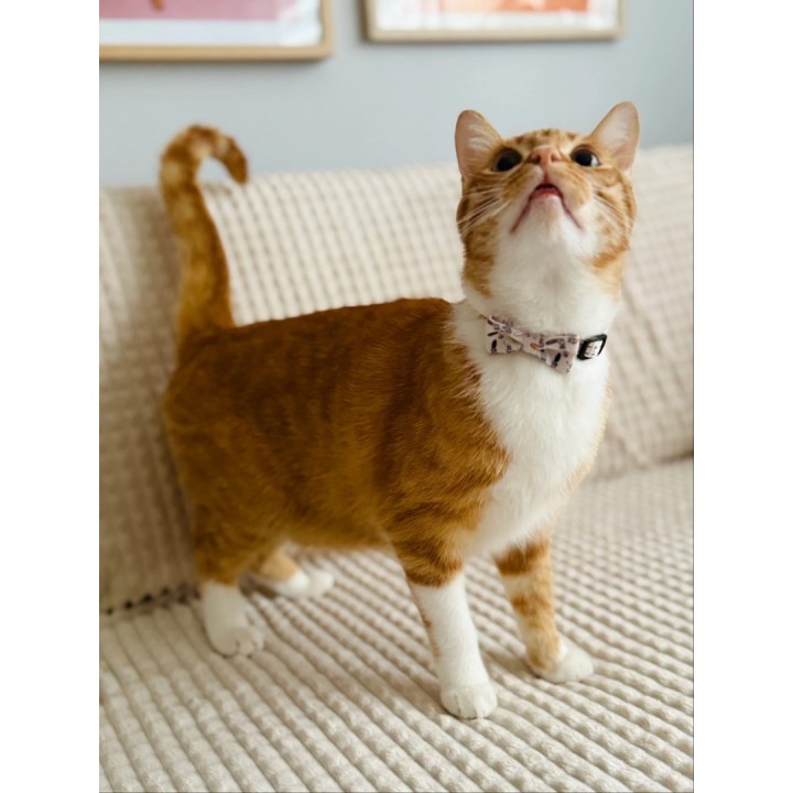 ZOLUX Chatouille collare gatto beige
