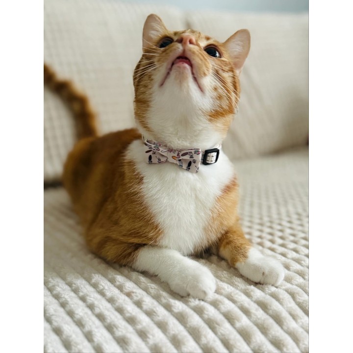 ZOLUX Chatouille collare gatto beige